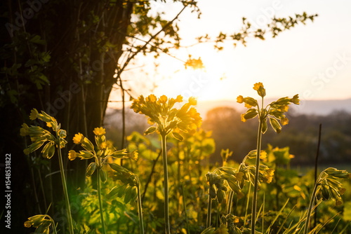 Cowslips Primula veris, backlighted by the sunset, spring in the English countryside