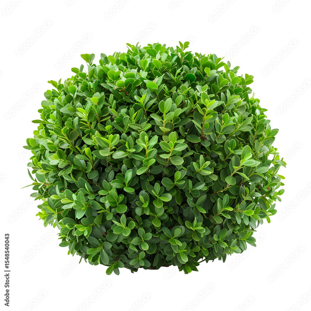 Obraz premium Lush Green Boxwood Sphere Plant Nature Botany