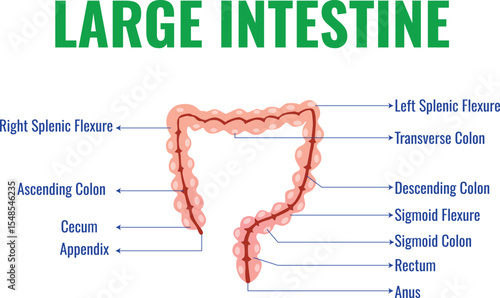 Large Intestine Structure Function and Role in Digestion