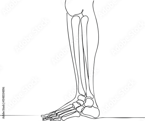 Human foot and lower leg bones anatomy line art medical vector illustration 
