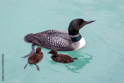 Common Loon with Chicks