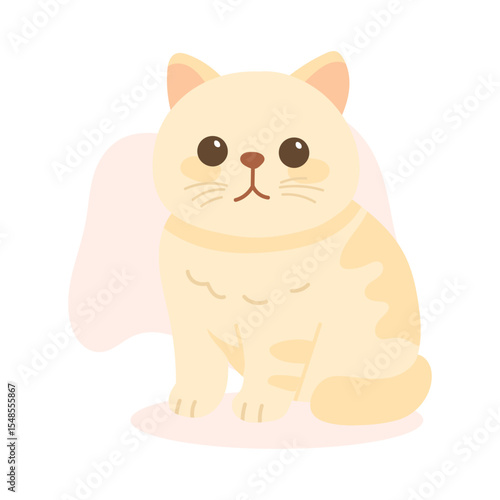 Exotic shorthair cat with flat nose and thick coat sits peacefully. This exotic shorthair cat captures plush expression of exotic shorthair breed.