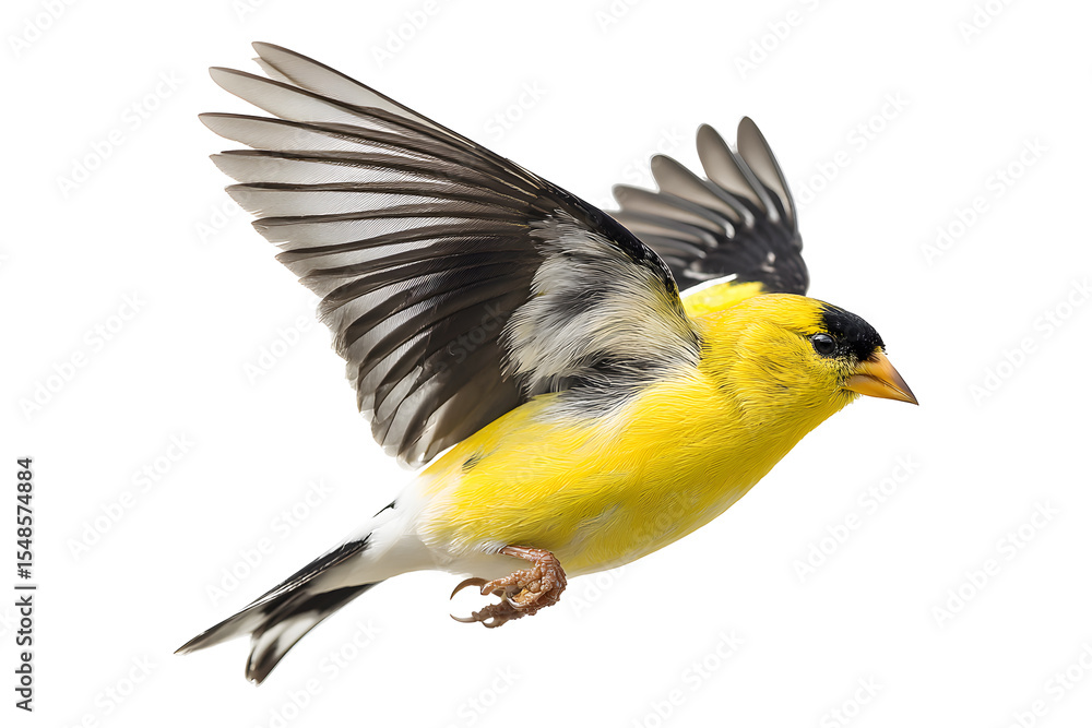 Fototapeta premium Bright yellow goldfinch bird in mid flight with wings spread isolated on transparent background