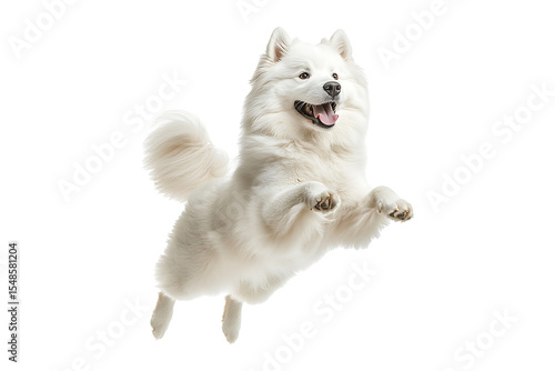 Healthy Samoyed dog jumping isolated on a transparent background