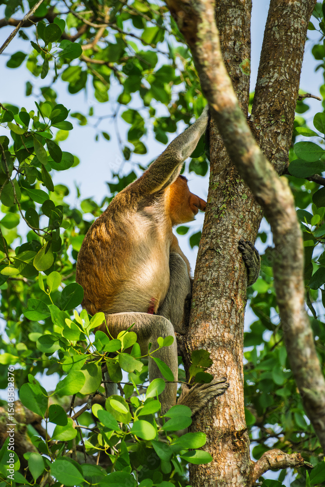 Fototapeta premium Proboscis Monkey or Bekantan Climbing Tree Trunk in Lush Tropical Forest