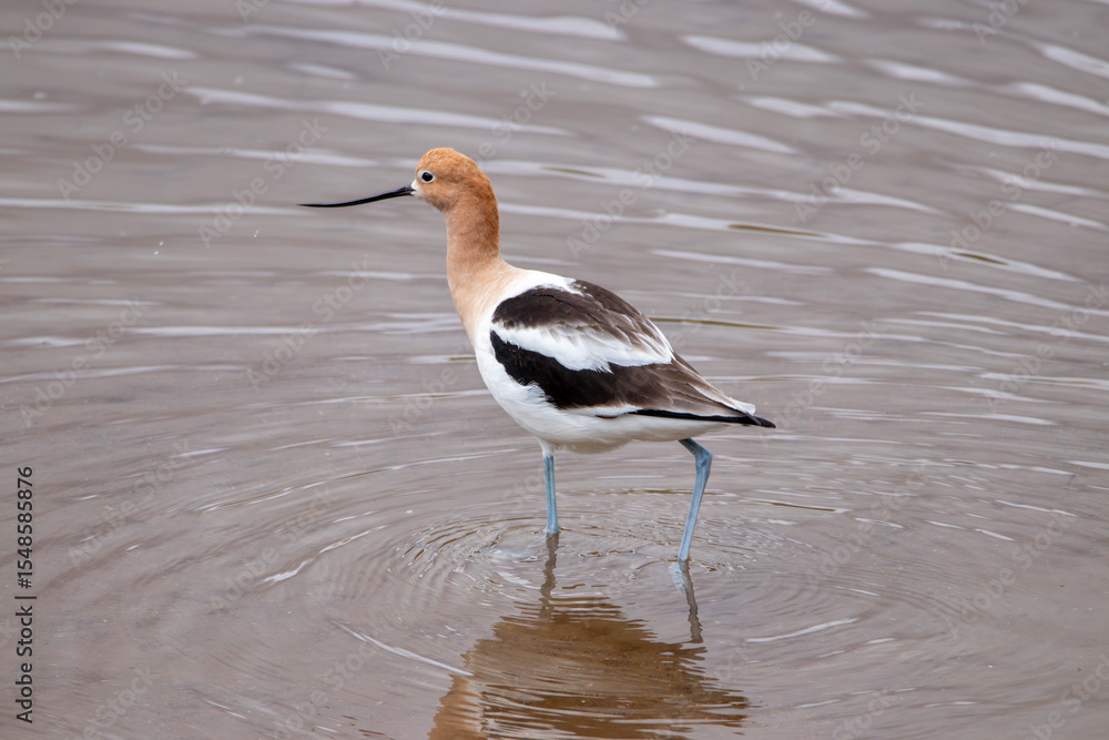 Obraz premium A group of American Avocet in Utah