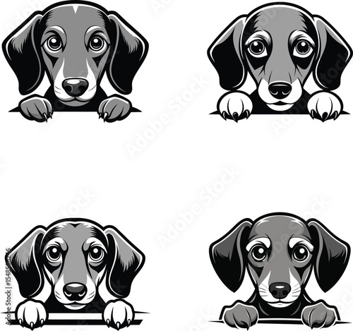 Adorable Dachshund puppies peeking over a surface showing their cute faces and paws vector design illustration