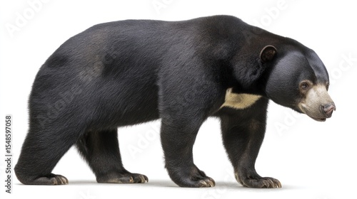 Black bear profile on white background
