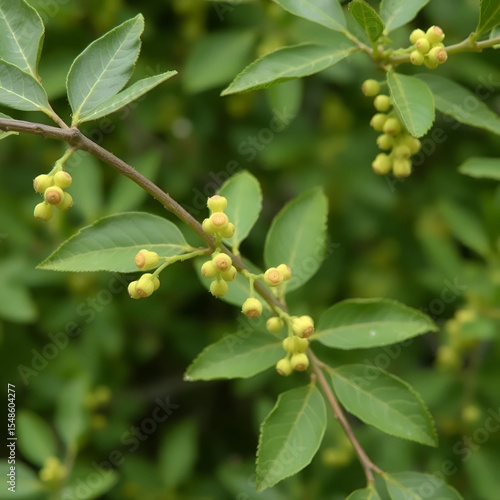 growing catkins and leaves of Salix caprea-willow sallow tree at spring close up