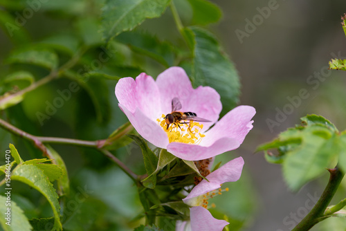 Hoverfly on Wild Dog Rose Pink Flower in Summer Woodland