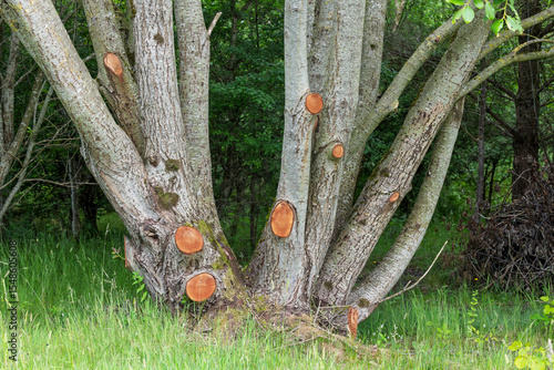 Canvastavla Woodland Tree with Freshly Pruned Lower Branches