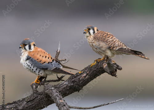 Foto Male and female American Kestrel (Falco sparverius), Coyote Hills Regional Park,