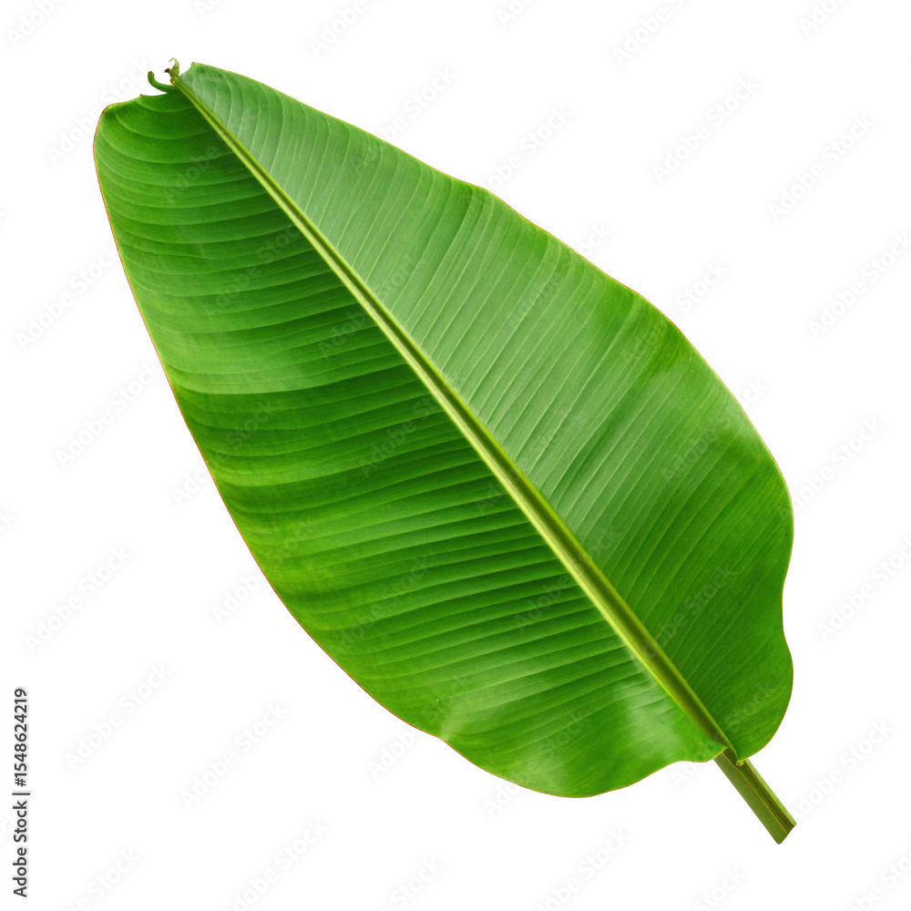 Fototapeta premium Large green leaf with prominent veins and a smooth surface. cut out. transparent background