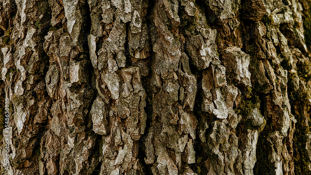 Obraz premium Textured oak tree bark adorned with vibrant moss