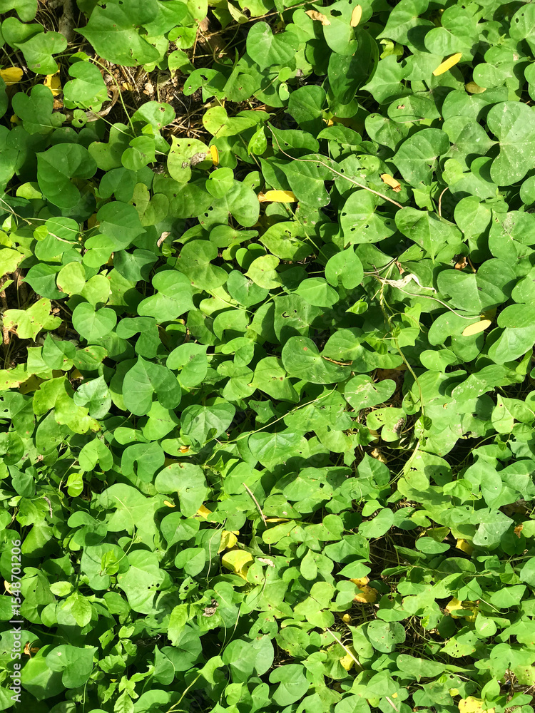Green Ground Cover with Heart-Shaped Leaves Green Ground Cover with Heart-Shaped Leaves