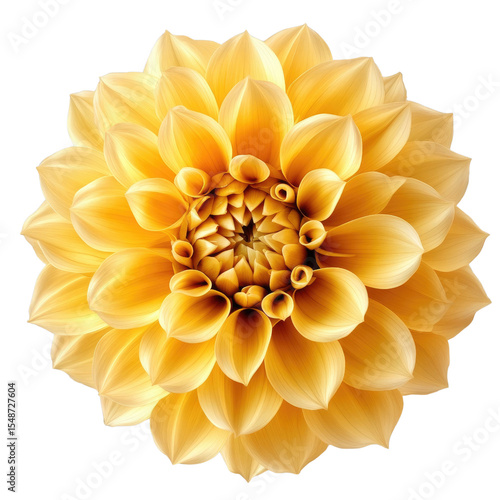 A vibrant, golden dahlia bloom, showcasing intricate petal details against a stark black background.