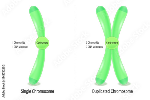 Single and Duplicated chromosome. Biological study. chromatids, centromere, telomere, p arm and q arm. Vector used for scientific and medical education.