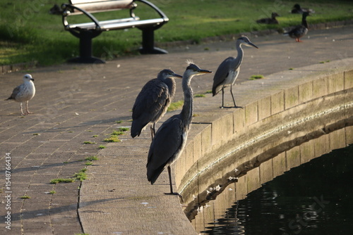 Photography Grey Heron in Dublin
