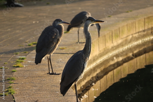 Photography Grey Heron in Dublin