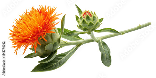 Safflower Branch with Blooming Flower and Bud, Isolated on Transparent Background, Botanical Illustration, Floral Design, Safflower, Herb, Plant