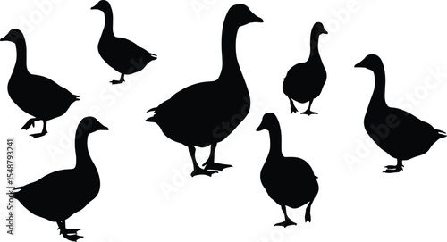 Silhouette collection of geese standing, walking in various poses, isolated black vector shapes, farm bird illustration, nature wildlife graphic for design, white background