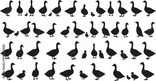 Fototapet Duck and gosling silhouette vector collection, farm bird illustration, baby duck