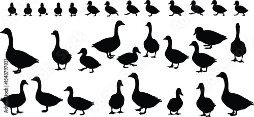 Collection of duck and duckling silhouette vectors, standing and walking ducks in various poses, perfect for nature, wildlife, farm animal, and design illustrations