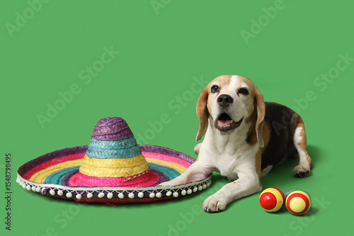 Cute Beagle dog with sombre...