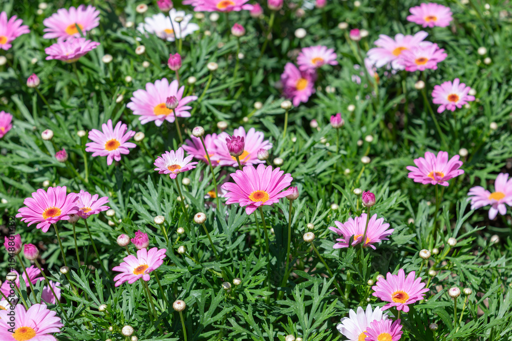 Marguerites with purple petals filled the flower bed. warm sunshine - marguerite daisy, Paris daisy, Argyranthemum frutescens Marguerites with purple petals filled the flower bed. warm sunshine - marguerite daisy, Paris daisy, Argyranthemum frutescens