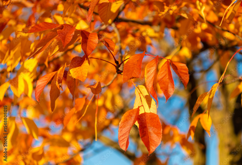 Autumn nature forest. Orange and yellow fall leaves. Fall season colors. Nature in autumn. Fall weather outdoor. Leaves in autumn nature forest. Fallen leaves Autumn nature forest. Orange and yellow fall leaves. Fall season colors. Nature in autumn. Fall weather outdoor. Leaves in autumn nature forest. Fallen leaves
