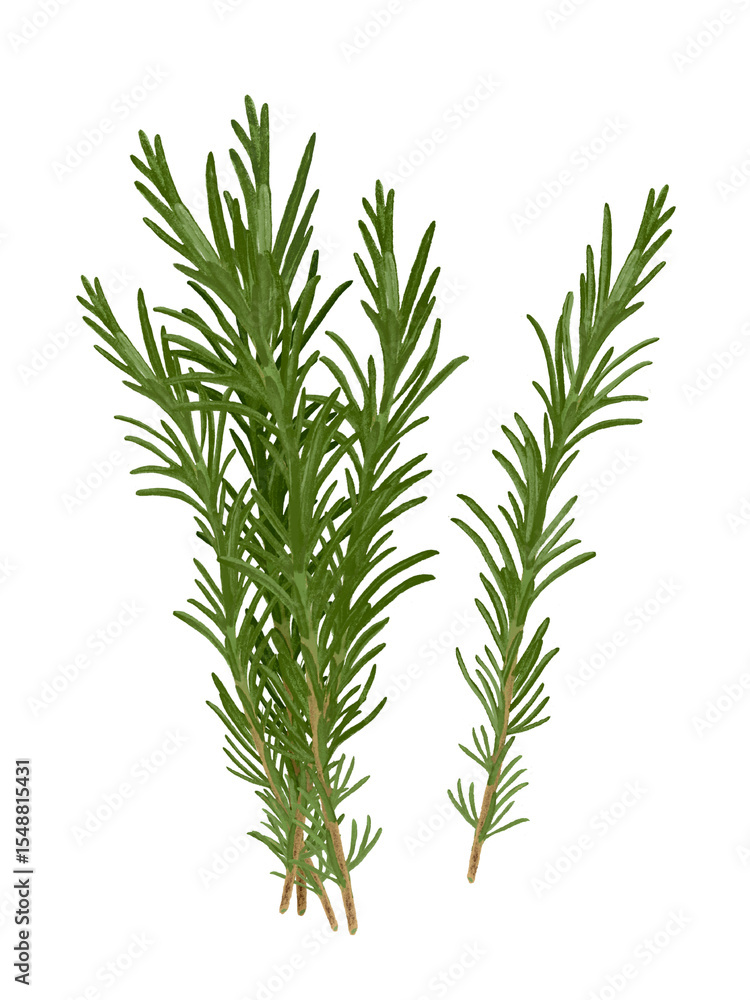 Fototapeta premium ハーブ（ローズマリー）