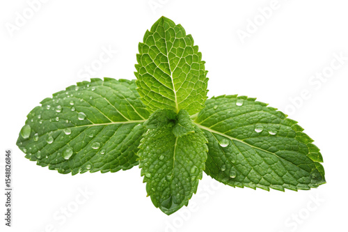 Fresh green mint sprig with dew drops isolated on transparent background