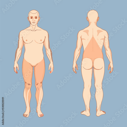 Male and female anatomy illustration showing full body front and back in outline vector style