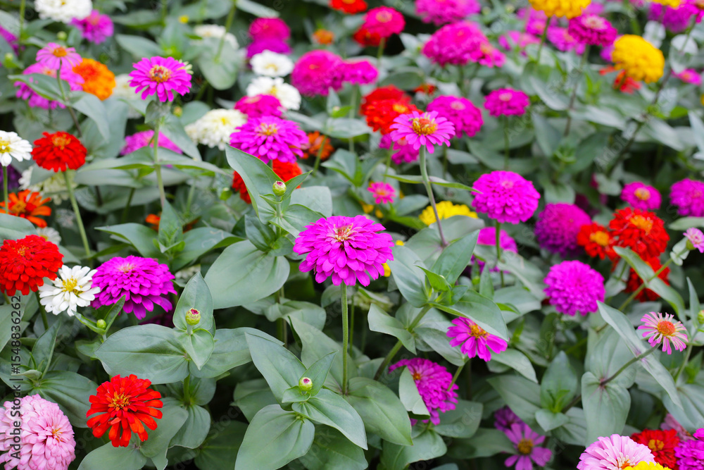 A vibrant zinnia garden in full bloom A vibrant zinnia garden in full bloom