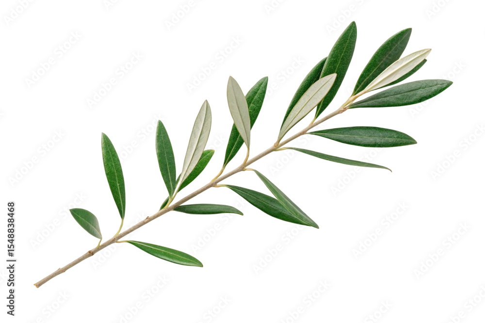 Fresh olive branch with green leaves isolated on transparent background Fresh olive branch with green leaves isolated on transparent background