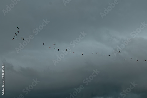 A flock of birds cuts across the moody sky, flying in harmony through the heavy clouds — a quiet reminder of direction, unity, and resilience in nature’s vast stillness.