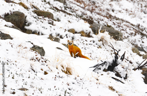 Stoat in the mountains during winter