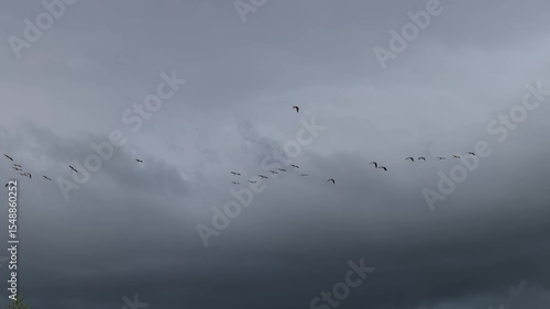 flock of birds flying