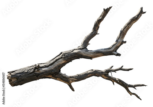 Dried Spooky Dead Tree Branch, Isolated on White or Transparent Background