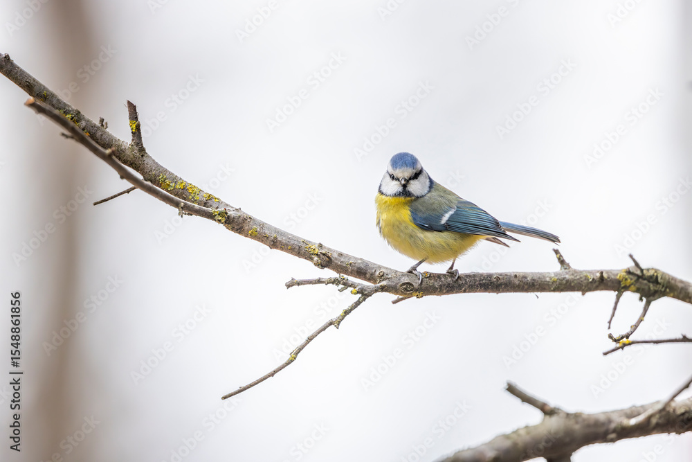 Fototapeta premium Eurasian blue tit perched on a bare branch in winter