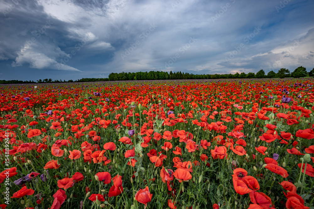 field of red poppies or Common poppy, corn poppy, corn rose, field poppy, flanders poppy, in latin Papaver Rhoaes field of red poppies or Common poppy, corn poppy, corn rose, field poppy, flanders poppy, in latin Papaver Rhoaes
