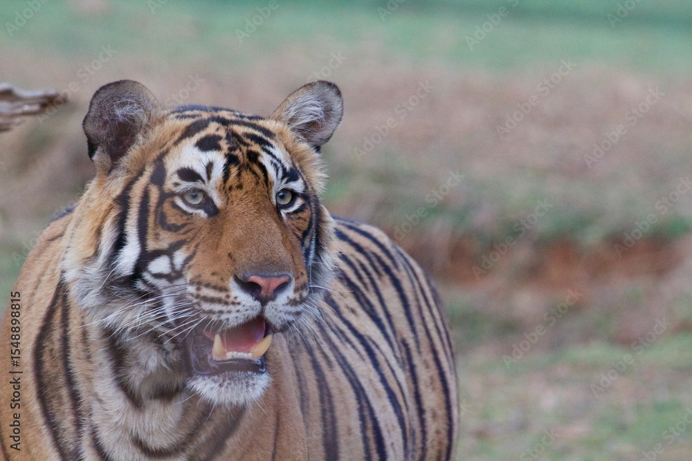 Obraz premium tiger in the wild