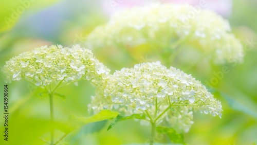 梅雨から初夏の公園や花壇を彩るアジサイ（アナベル）のある風景。繊細で美しい装飾花の様子のクローズアップ。木漏れ日の光でボケた景色。ぼんやりした花畑のイメージ