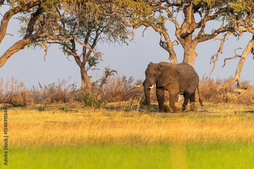 Fototapeta premium Telephoto shot of an African Elephant -Loxodonta Africana- grazing on the banks of the Okavango river, in the Okavango Delta, Botswana, around sunset.