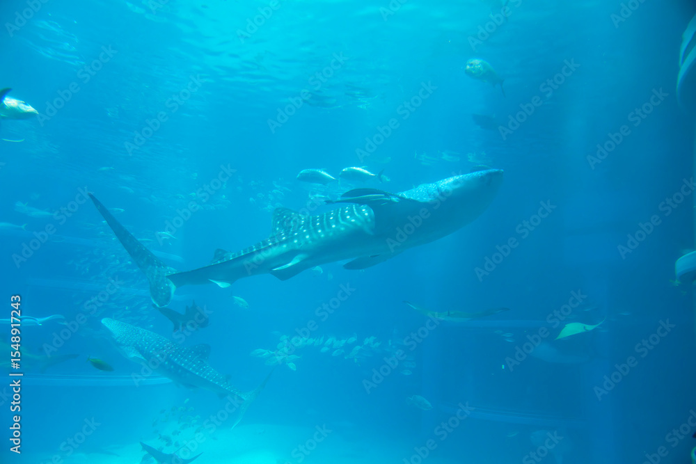 Fototapeta premium Whale shark (Rhincodon typus) under water