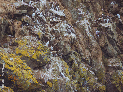 Guillemots and Razorbills nesting on the cliffs of Skomer, Pembrokeshire, Wales