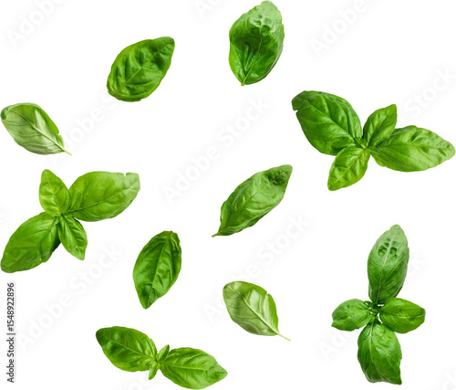 A collection of fresh basil leaves scattered on a white background, ideal for culinary uses.