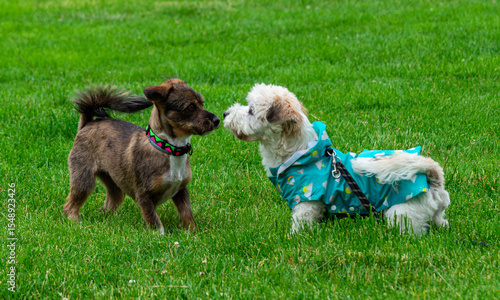 Photography Sweet moment between adorable two small dogs on a lush green lawn