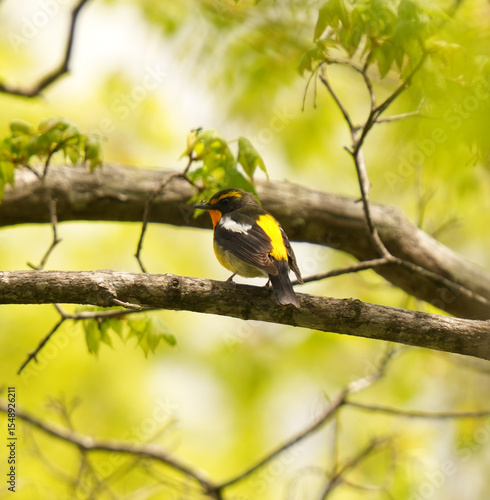 Flycatcher is hunting for lunch