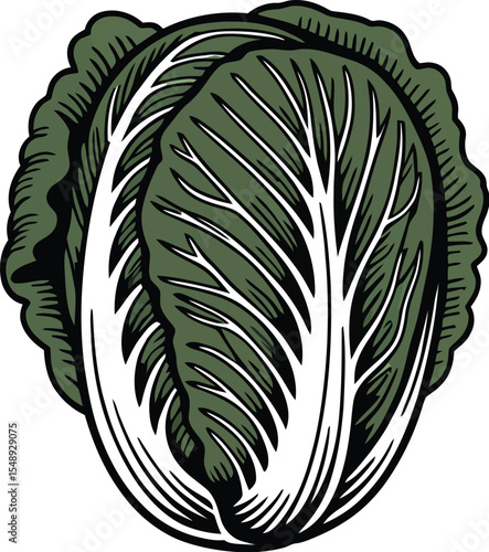 A single head of napa cabbage with detailed leaf veins on a plain light gray background illustration